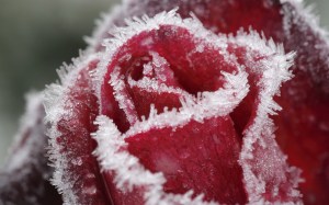 frost-flower-