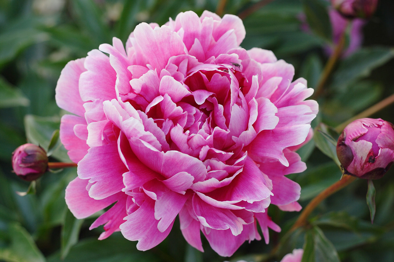 Pink-Peony-resized1.jpg