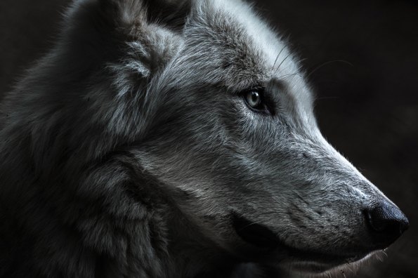 wolf in profile